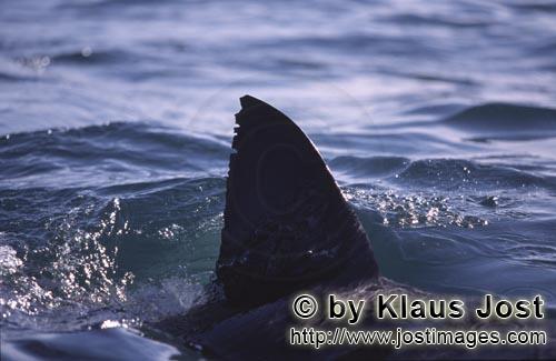 Weißer Hai/Great White shark/Carcharodon carcharias        Rückenflosse Weißer Hai        Sechs S