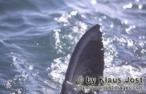 Weißer Hai/Great White shark/Carcharodon carcharias        Rueckenflosse Weißer Hai vor Geyser Roc