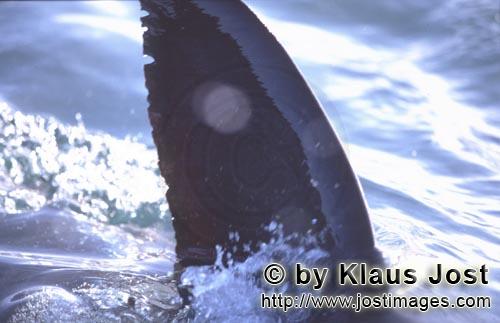 Weißer Hai/Greatn White shark/Carcharodon carcharias        Lichtreflexe an der Rueckenflosse des 