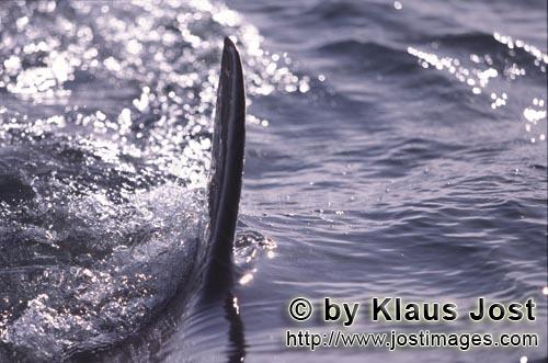 Weißer Hai/Great White shark/Carcharodon carcharias        Stahlgraue Weiße Hai Rueckenflosse durc