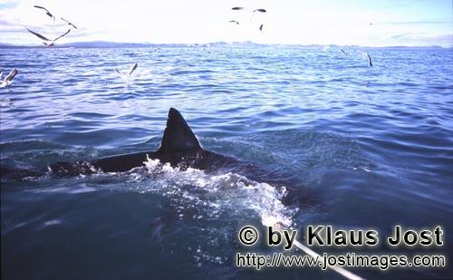 Weißer Hai/Great White shark/Carcharodon carcharias        Rueckenflosse Weißer Hai        Ein 