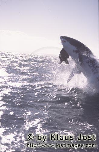Weißer Hai/Great White shark/Carcharodon carcharias        Springender Weißer Hai im spaeten Nachm