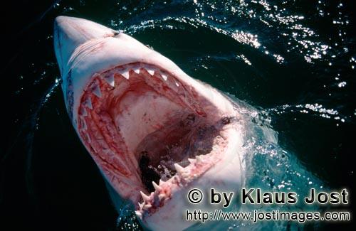 Weißer Hai/Great White Shark/Carcharodon carcharias        Blick in den Weiße Hai Rachen        Se