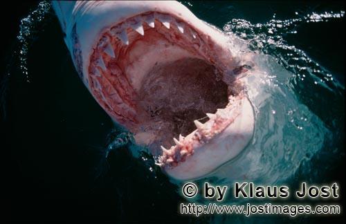 Weißer Hai/Great White shark/Carcharodon carcharias        Weißer Hai Rachen         Sechs Seemeil