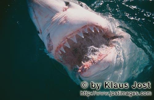 Weißer Hai/Great White Shark/Carcharodon carcharias        Gebiß des Weißen Hais         Sechs Se