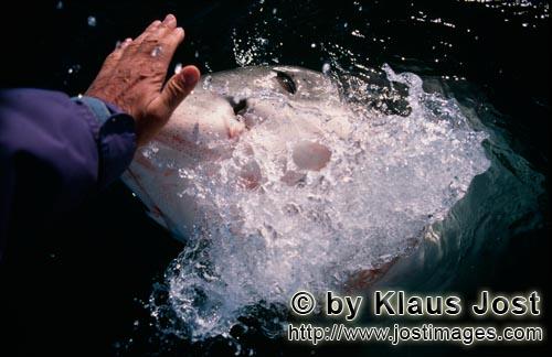 Weißer Hai/Great White Shark/Carcharodon carcharias        Handkontakt mit der Hainase        Als <