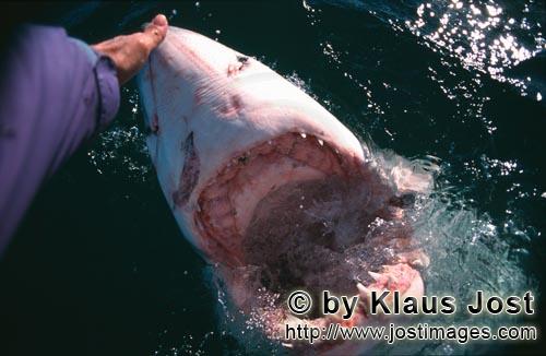 Weißer Hai/Great White Shark/Carcharodon carcharias        Handkontakt mit der Hainase        Als <