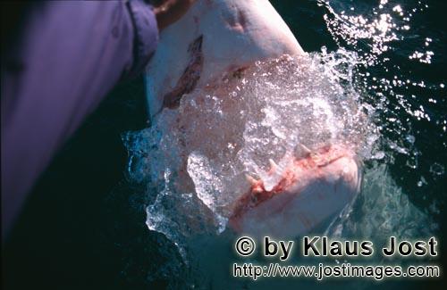 Weißer Hai/Great White Shark/Carcharodon carcharias        Als Andre Hartman einmal in der Naeh