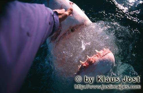 Weißer Hai/Great White Shark/Carcharodon carcharias        Beruehren der Hainase        Als Andr