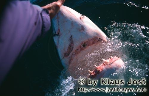 Weißer Hai/Great White Shark/Carcharodon carcharias        Handkontakt mit der Hainase         Als 