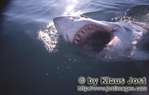 Weißer Hai/Great White Shark/Carcharodon carcharias        Der Weiße Hai mit seinen eindrucksvolle