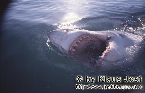 Weißer Hai/Great White Shark/Carcharodon carcharias        Der Weiße Hai und seine Beißwerkzeuge<