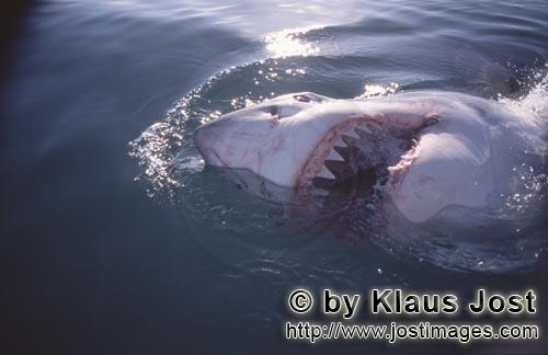 Weißer Hai/Great White Shark/Carcharodon carcharias        Der Weiße Hai und seine scharfen Zähne