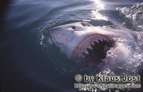 Weißer Hai/Great White Shark/Carcharodon carcharias        Weißer Hai zeigt seine Zaehne an der Me