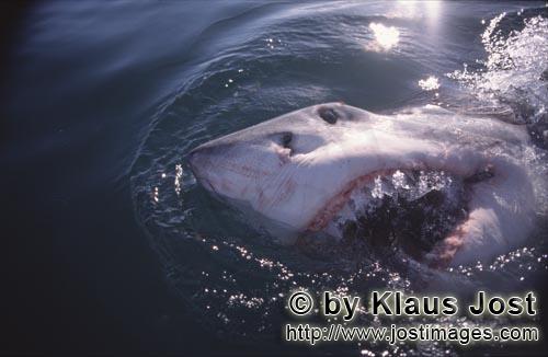 Weißer Hai/Great White Shark/Carcharodon carcharias        Weißer Hai durchbricht die Meeresoberfl