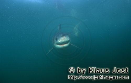Weißer Hai/Great White shark/Carcharodon carcharias        Ein "laechelnder" Baby Weiße Hai     