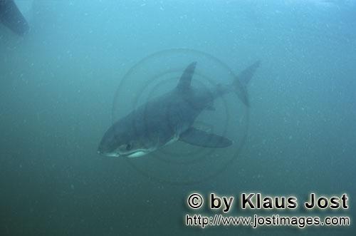 Weißer Hai/Carcharodon carcharias        Baby Weißer Hai im Südatlantik         Sechs Seemeilen v