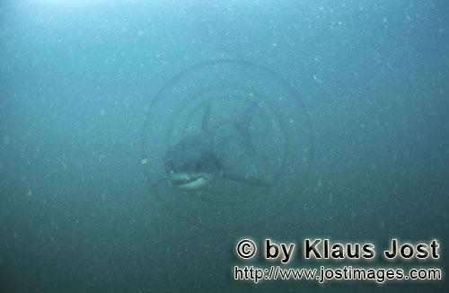 Weißer Hai/Great White shark/Carcharodon carcharias        Baby Weißer Hai im planktonreichen Wass