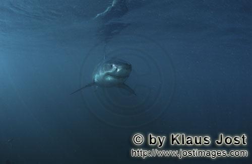 Weißer Hai/Great White shark/Carcharodon carcharias        Ein Baby Weißer Hai        Sechs Seemei