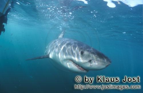 Weißer Hai/Great White shark/Carcharodon carcharias        Baby Weißer Hai aus der Naehe         