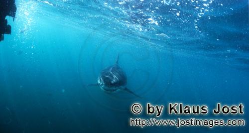 Weißer Hai/Great White shark/Carcharodon carcharias        Baby Weißer Hai unter unserem Außenbor