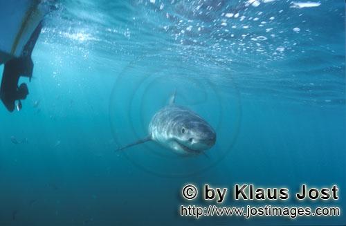Weißer Hai/Great White shark/Carcharodon carcharias        Baby Weißer Hai dicht unter unserem Boo