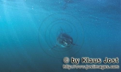 Weißer Hai/Great White shark/Carcharodon carcharias        Baby Weißer Hai und fantastische Lichts