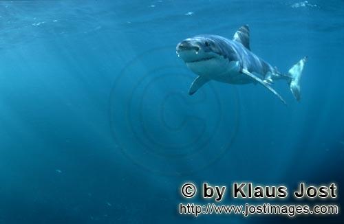 Weißer Hai/Great White shark/Carcharodon carcharias        Weißer Hai in strahlendem Licht        