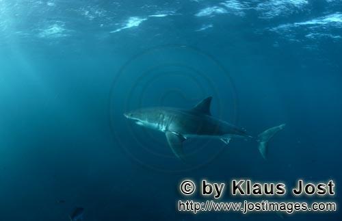 Weißer Hai/Great White Shark/Carcharodon carcharias        Weißer Hai auf Streifzug im Robbengebie