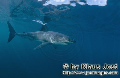 Weißer Hai/Great White shark/Carcharodon carcharias        Elegant gleitet ein Weißer Hai durch d
