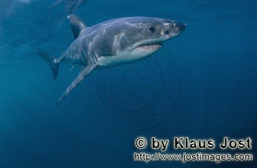 Weißer Hai/Great White shark/Carcharodon carcharias        Herrscher der Meere: Weißer Hai        