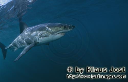 Weißer Hai/Great White shark/Carcharodon carcharias        Herrscher der Meere: Weißer Hai        