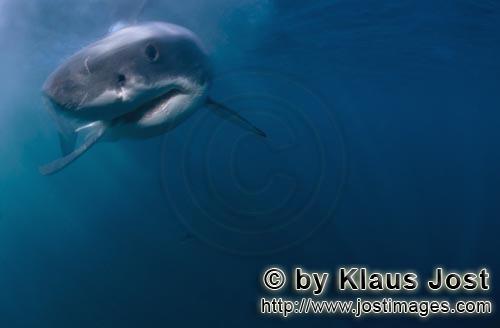 Weißer Hai/Great White shark/Carcharodon carcharias        Interessiert naehert sich ein Baby Weiß