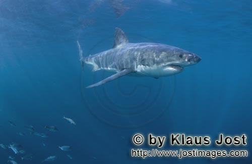Weißer Hai/Great White shark/Carcharodon carcharias        In all seiner Schönheit gleitet ein Wei
