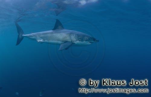 Weißer Hai/Great White shark/Carcharodon carcharias        Geheimnisvoller Raubfisch Weißer Hai</b