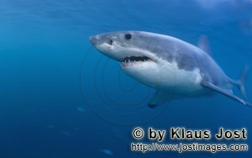 Weißer Hai/Great White shark/Carcharodon carcharias        Faszination Weißer Hai (Carcharodon car