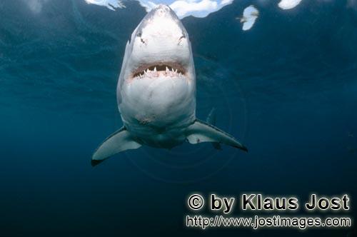 Weißer Hai/Great White shark/Carcharodon carcharias        Weißer Hai schwimmt frontal an        S