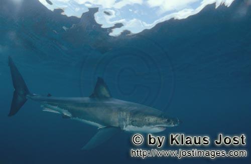 Weißer Hai/Great White shark/Carcharodon carcharias        Der Weiße Hai ist der groeßte Raubfisc