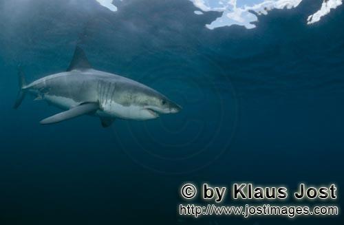 Weißer Hai/Great White shark/Carcharodon carcharia        Der Weiße Hai, der größte Raubfisch de