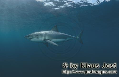 Weißer Hai/Great White shark/Carcharodon carcharia        Erfolgreicher Raeuber: Großer Weißer Ha