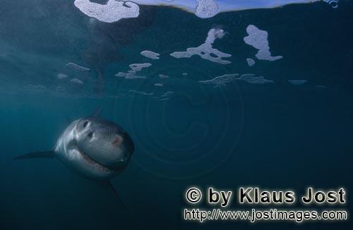 Weißer Hai/Great White shark/Carcharodon carcharias        Baby Weißer Hai kommt naeher         Se