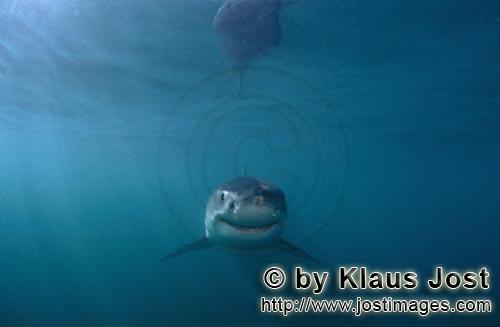 Weißer Hai/Great White shark/Carcharodon carcharias        Ein laechelnder Baby Weißer Hai   