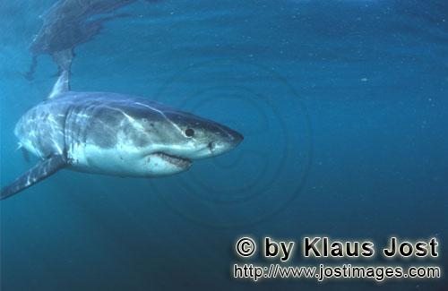 Weißer Hai/Great White shark/Carcharodon carcharias        Baby Weißer auf Konfrontationskurs 