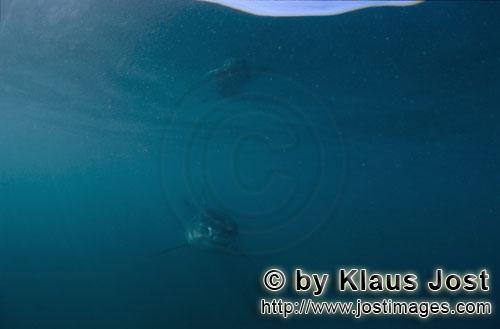 Weißer Hai/Great White shark/Carcharodon carcharias        Baby Weißer Hai kommt sorglos naeher</b