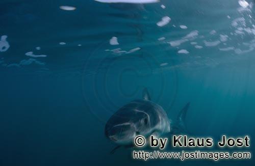 Weißer Hai/Carcharodon carcharias        Beeindruckender Baby Weißer Hai         Sechs Seemeilen v