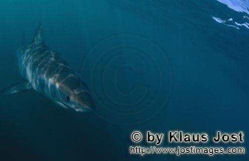 Weißer Hai/Great White shark/Carcharodon carcharias        Baby Weißer Hai im gruenlich dunklen Wa