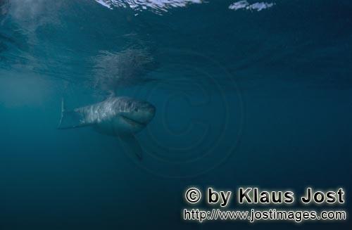 Weißer Hai/Great White shark/Carcharodon carcharias        Kontaktfreudiger Baby Weißer Hai   