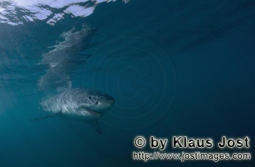 Weißer Hai/Great White shark/Carcharodon carcharias        Baby Weißer Hai im gruenlichen Wasser</