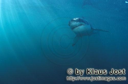 Weißer Hai/Great White shark/Carcharodon carcharias        Baby Weißer Hai im lichtdurchfluteten W