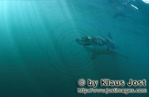 Weißer Hai/Great White shark/Carcharodon carcharias        Der Weiße Hai steht an der Spitze der m
